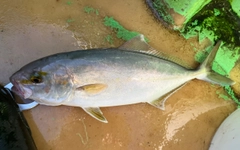 ショゴの釣果