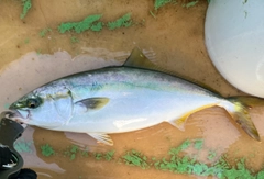 イナダの釣果