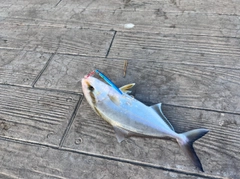 ショゴの釣果