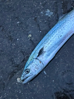 サゴシの釣果