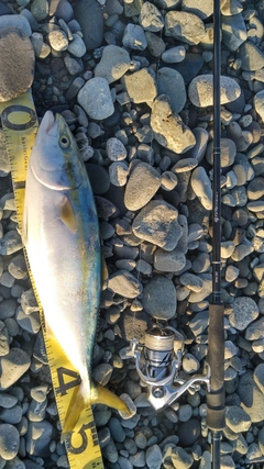 イナダの釣果
