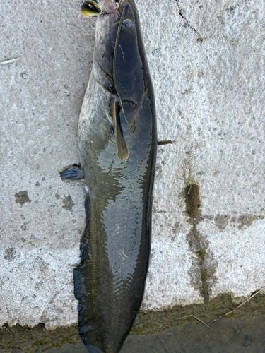 相模川の釣果・釣り場情報【2026年最新】 - アングラーズ | 釣果600万