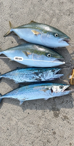 ブリの釣果