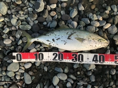 イナダの釣果