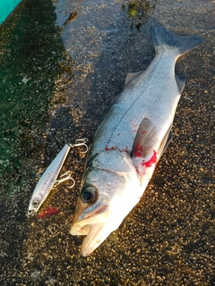 セイゴ（ヒラスズキ）の釣果