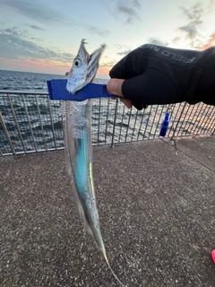 タチウオの釣果