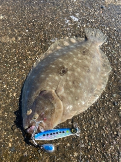 ヒラメの釣果