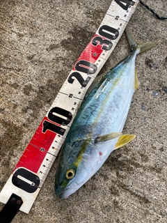 フクラギの釣果