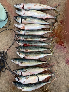 フクラギの釣果