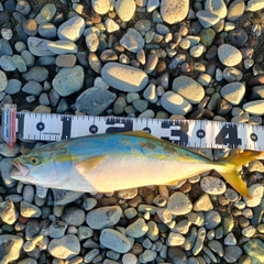イナダの釣果