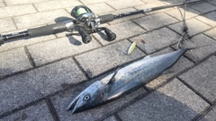 サゴシの釣果