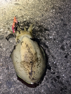 コウイカの釣果