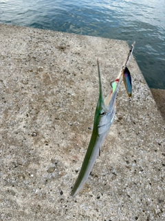 ダツの釣果