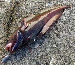 ドンコの釣果