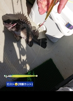 クロソイの釣果