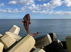 ドンコの釣果