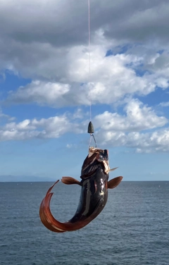 ドンコの釣果