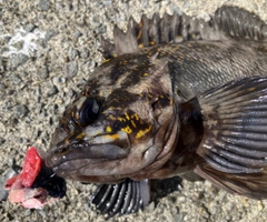 オウゴンムラソイの釣果