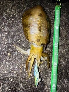 アオリイカの釣果
