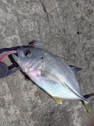 メッキの釣果