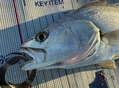 ニベの釣果