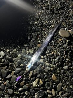 タチウオの釣果