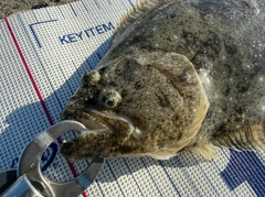ソゲの釣果