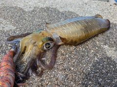 アオリイカの釣果