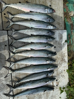 サワラの釣果