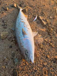 ハマチの釣果