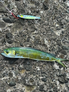 マヒマヒの釣果