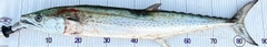 サワラの釣果