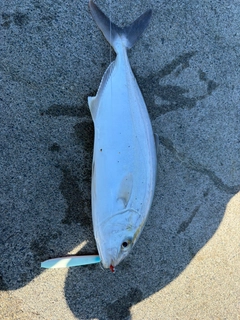 カンパチの釣果