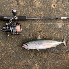 ソウダガツオの釣果