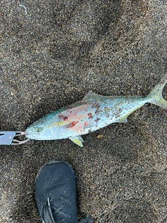 イナダの釣果