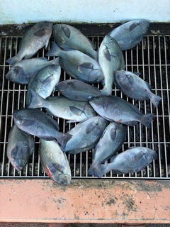 メジナの釣果