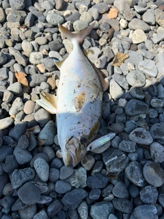 ショゴの釣果