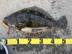 ヒラメの釣果