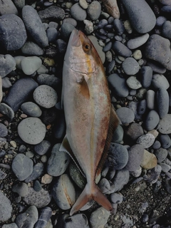 ショゴの釣果