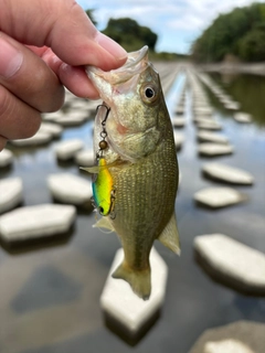 ラージマウスバスの釣果