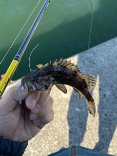 釣果