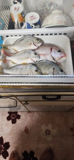 チダイの釣果