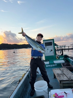 ブリの釣果