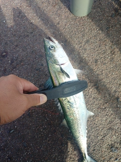 サゴシの釣果