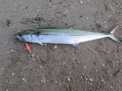 サワラの釣果