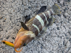 アオハタの釣果