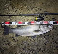 ヒラスズキの釣果