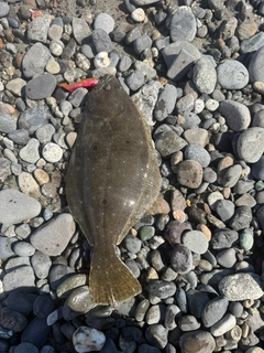 ヒラメの釣果