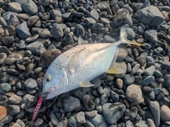 メッキの釣果