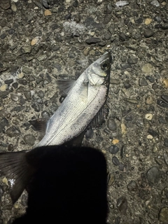 セイゴ（ヒラスズキ）の釣果